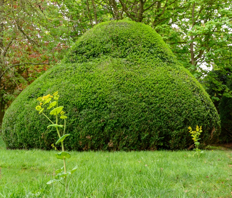 Trinity College Fellows' Garden